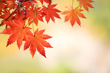 Autumn maple leaves