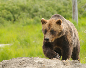 Alaskan Grizzly bear walking towards the viewer