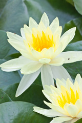 white lotus