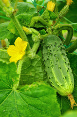 cucumber and flower