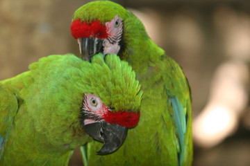 macaw birds