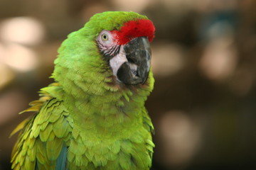 green bird macaw