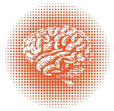 Whole Human Brain Isolated - Illustration