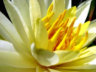 Obraz premium Yellow Water Lily