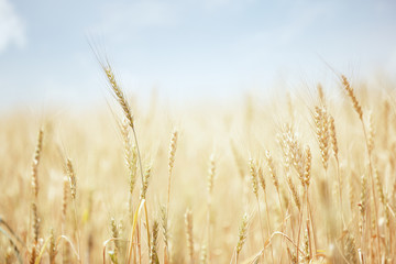 Wheat field