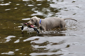 Junghund apportiert aus Wasser