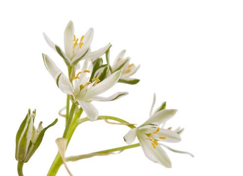 white flowers isolated