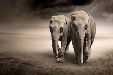 Deurstickers Bestsellers Dieren Paar olifanten in beweging