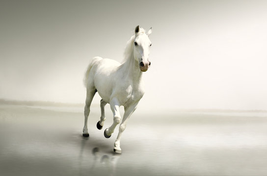 Beautiful white horse in motion