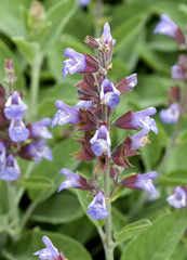 Salbei, Salvia officinalis