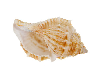 shell isolated