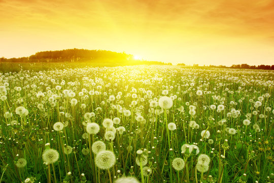 Dandelions In Meadow During Sunset.