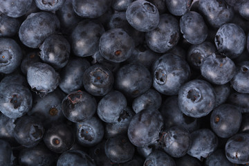 Freshly picked blueberries