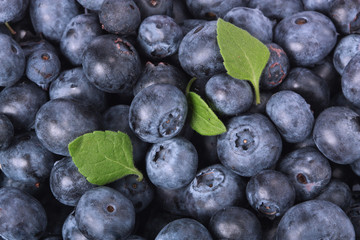 Freshly picked blueberries