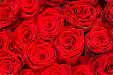 red roses