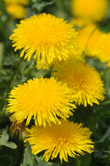 Dandelion