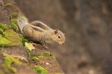 Nothern palm squirrel (Funambulus pennantii) sitting on stone