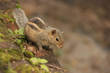 Naklejka na ściany i meble Dłoń nothern wiewiórka (Funambulus pennantii)