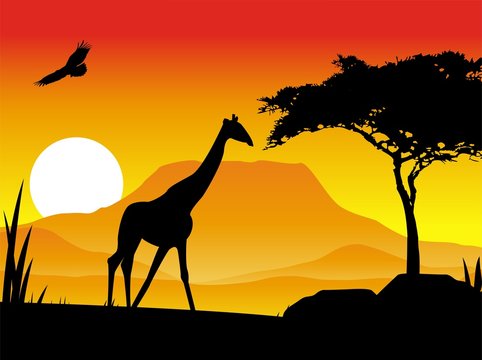 beauty silhouette of giraffe with sunset background