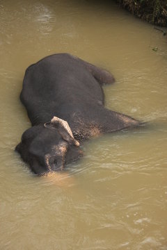 Elephant bathing in a river, Sri Lanka