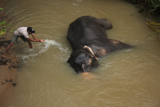 Man bathing an elehpant, Sri Lanka