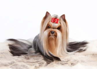 yorkie puppy on white gradient background