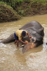 Man bathing an elehpant, Sri Lanka