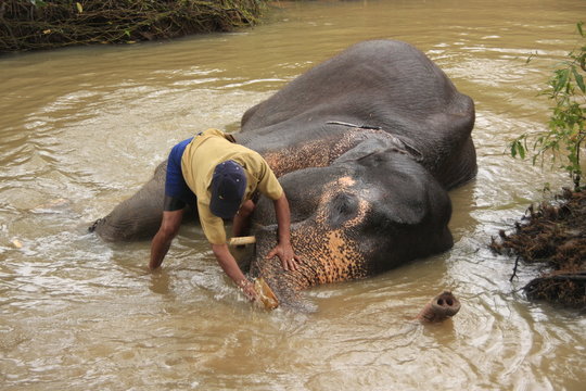 Man bathing an elehpant, Sri Lanka