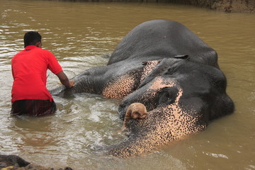 Fototapeta premium Man bathing an elehpant, Sri Lanka