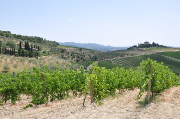 Fototapeta na wymiar Winnica w Toskanii, Włochy, krajobraz