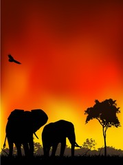 Fototapeta na wymiar piękne silhuette podróży słonia