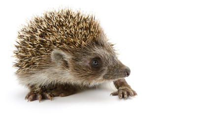hedgehog isolated