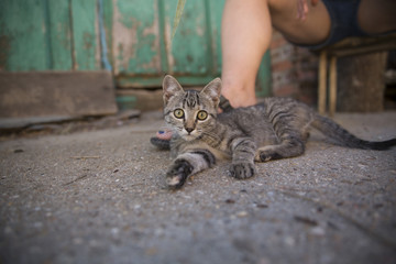 tabby kitten with human leg