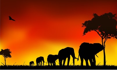 Fototapeta na wymiar piękne silhuette podróży słonia
