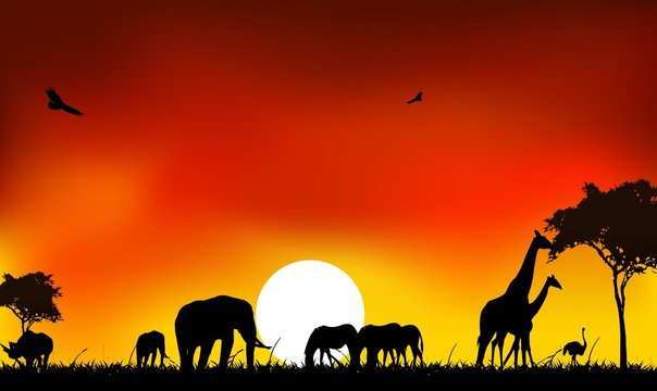 beautyful silhouette of animal wild life with sunset background
