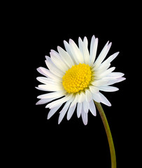 White common daisy flower isolated on black