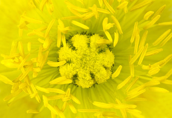 Obraz premium Ultra macro of Yellow Poppy Flower Center