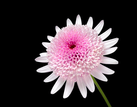 Pink Daisy with large center flower Isolated on black