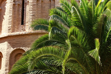 Green pain tree leaves in the wind and architectural background.