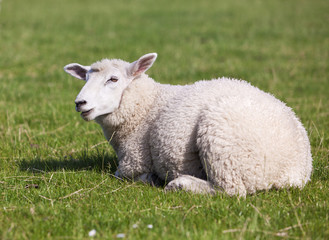 6 Monate altes Schaf