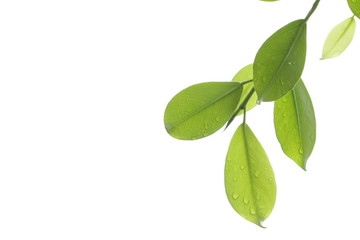 green leaves isolated on white background