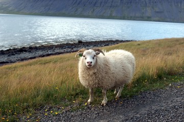 Obraz premium Islandschaf