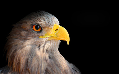 The evil eye (Eagle head).
