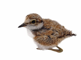 Beautiful baby Little Ringed Plover isolated on white background