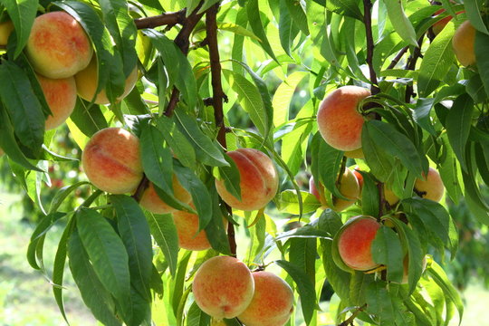 obstbaum