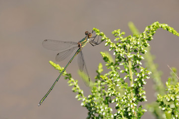 Western Willow Spreadwing (Male, Lestes viridis)