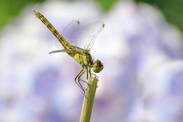Moustached Darter (Male, Sympetrum vulgatum)