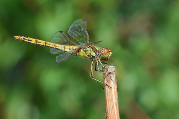 Moustached Darter (Male, Sympetrum vulgatum)
