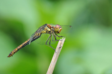 Moustached Darter (Male, Sympetrum vulgatum)