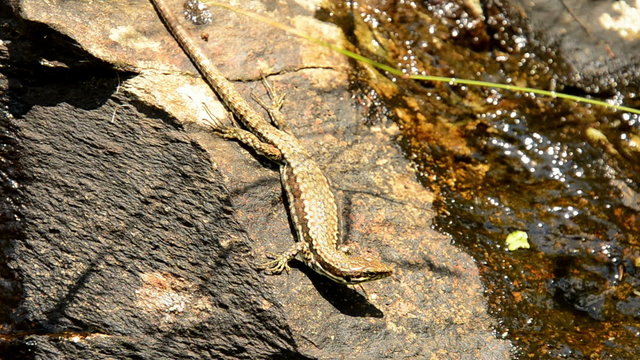 Eidechse auf einem Stein